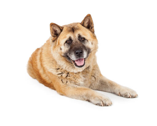 An adult akita with lovely brown eyes and pointy ears