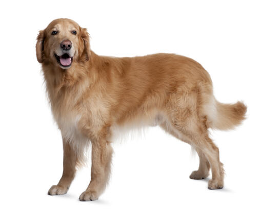 A healthy adult golden Hovawart with a beautiful thick coat