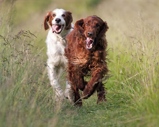 Two healthy, young Irish Setters enjoying some exercise together