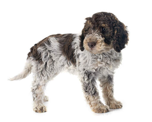 A beautiful Lagotto Romagnolo with lovely soft ears and a gorgeous face