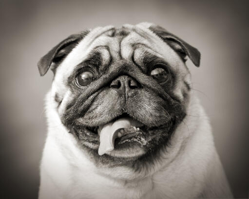 A close up of a Pug's lovely, squashed face