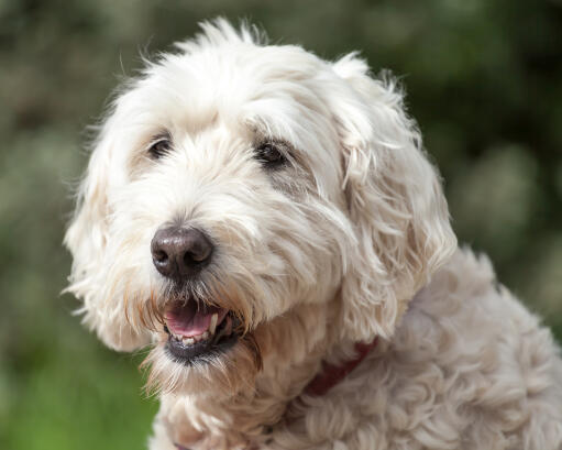 A close up of a Soft Coated Wheaten Terrier's lovely, thick, white coat