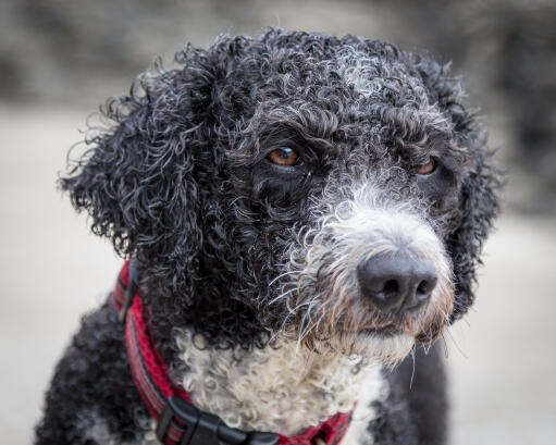 A close up of a young Spanish Water Dog's thick curly coat