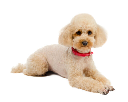 A Toy Poodle lying very neatly, waiting patiently for some attention