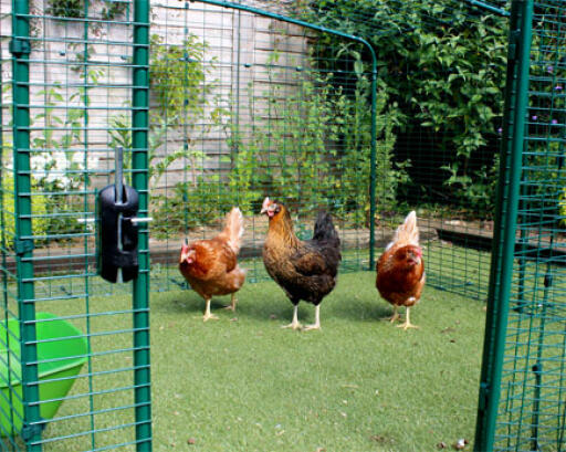 Chickens in the lo-rise Walk in Chicken Run