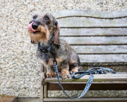 dog in a bench with his leopard design collar and lead