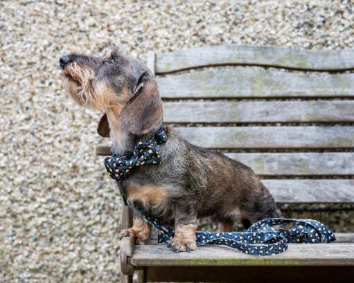 dog in a bench with his leopard design collar and lead