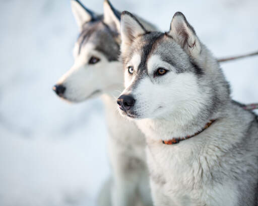 Husky bird hot sale dog