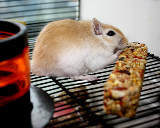 Gerbil eating fruity stick in Qute Gerbil Cage