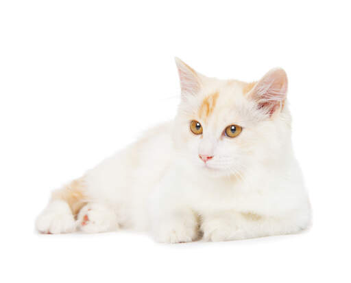 Kurilian Bobtail Cats | Cat Breeds