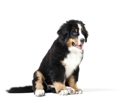 Saint Bernard Dogs Dog Breeds