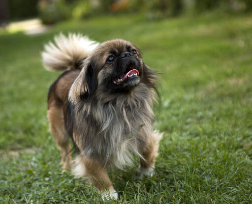 A healthy, adult Pekingese showing off it's short nose and big, bushy tail