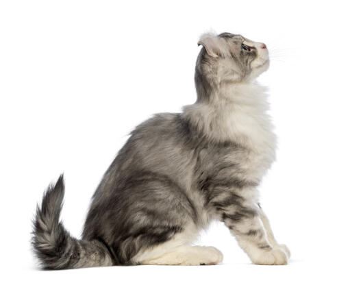 An American Curl Cat with a fantastic coat