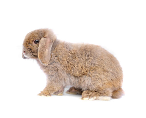 The short stubby nose of a French Lop rabbit