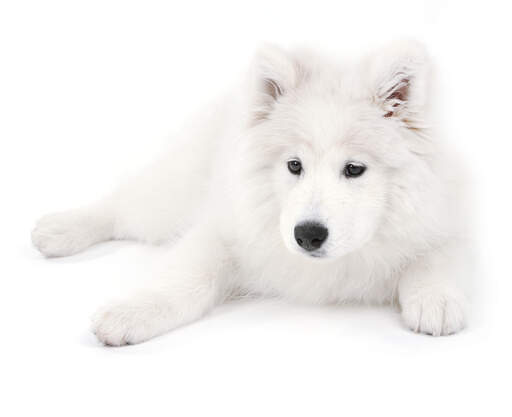 A Samoyed puppy having a rest on the floor