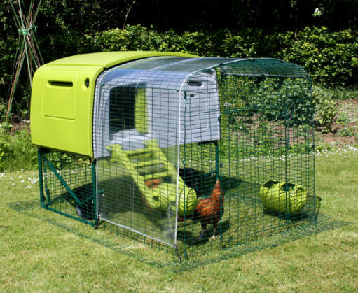 Eglu Cube Chicken Coop with chicken in run with clear cover on the run