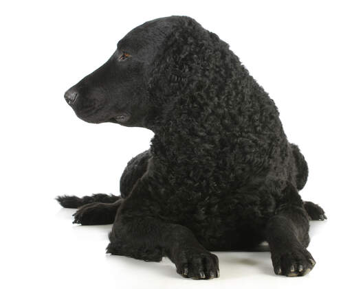 The strong shaped head and ringleted coat of the Curly Coated Retriever