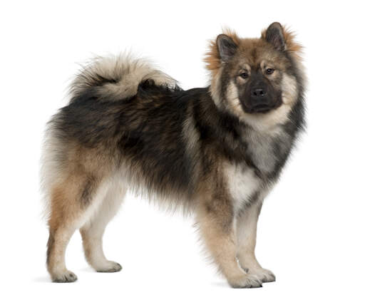 Eurasier hotsell x keeshond