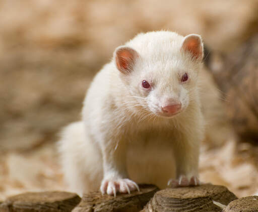 An Albino Ferret's wonderful big claws