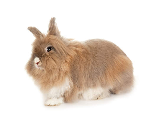 The incredibly soft coat of a Lionhead rabbit