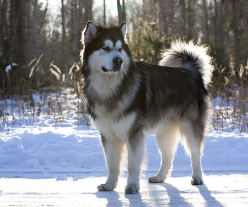 An Alaskan Malamute showing off it's beautiful thick coat and tail