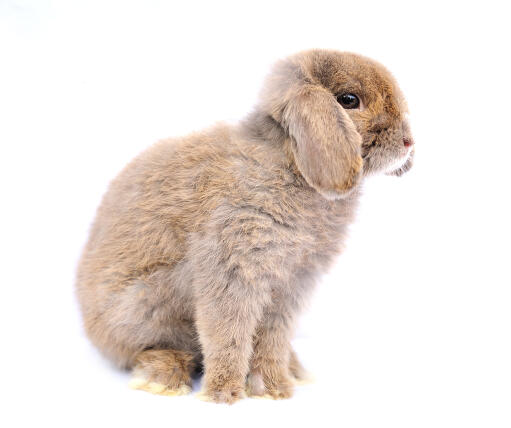 A French Lop rabbit's incredibly soft scruffy coat