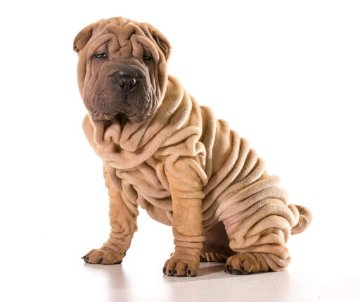 why are shar pei dogs so wrinkly