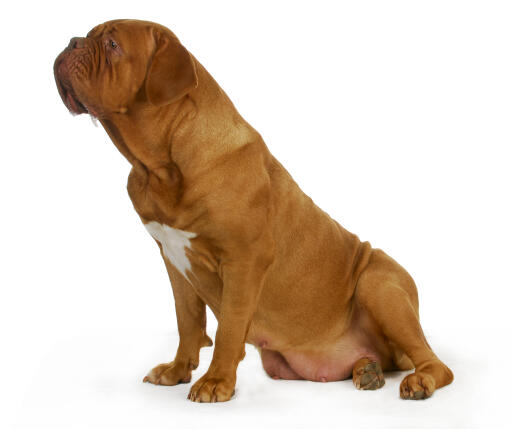 A female Dogue de Bordeaux with a lovely thick red coat