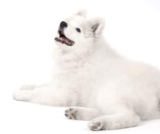 A lovely little, Samoyed lying down, waiting for a command from it's owner