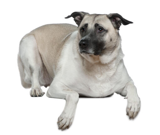 A wonderfull Anatolian Shepherd Dog lying down with it's ears perked