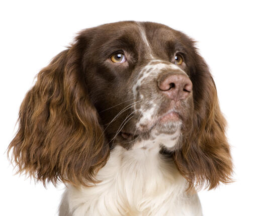 The characteristic floppy ears of a young English Springer Spaniel