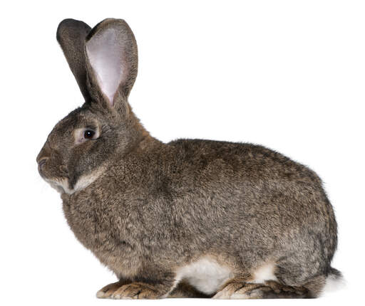 A beautiful Flemish Giant rabbit sitting