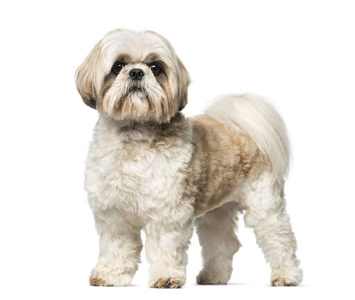 Shih tzu medium size 2025