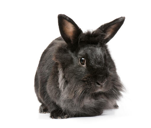 Dwarf Angora against white background