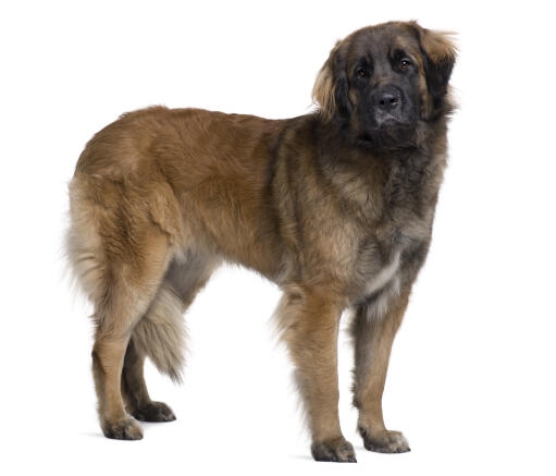 An adult Leonberger, showing off it's big, strong body