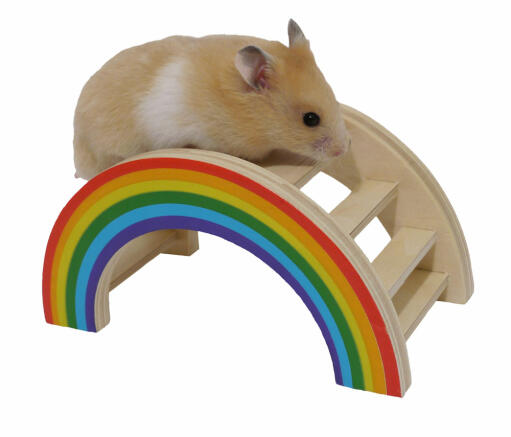 Hamsters love climbing the Rainbow Play Bridge