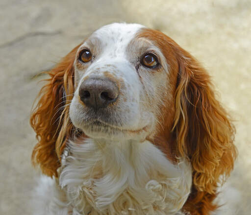 An attentive Welsh Springer Spaniel, waiting for some attention