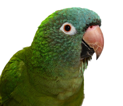 A close up of a Blue Crowned Parakeet's lovely colours