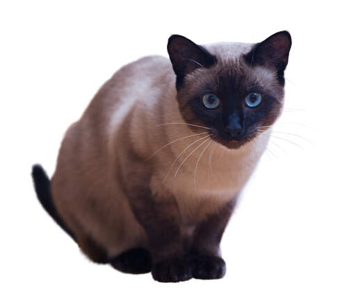 A pretty Siamese with bright blue eyes