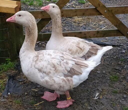 Brecon Buff Goslings