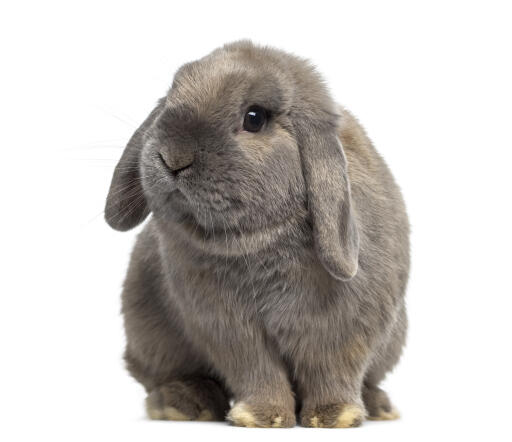 Grey Holland Lop rabbit against a white background