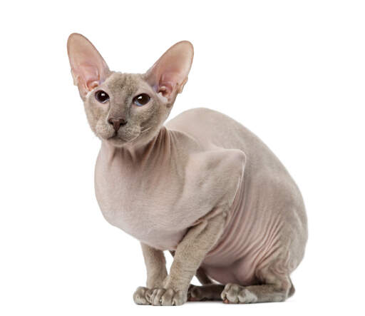 A pretty Peterbald crouching ready to jump