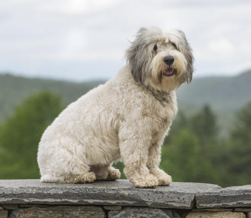 Polish lowland sheepdog poodle mix shop