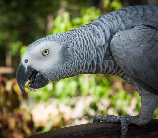 A African Grey Parrot showing off its lovely, long neck