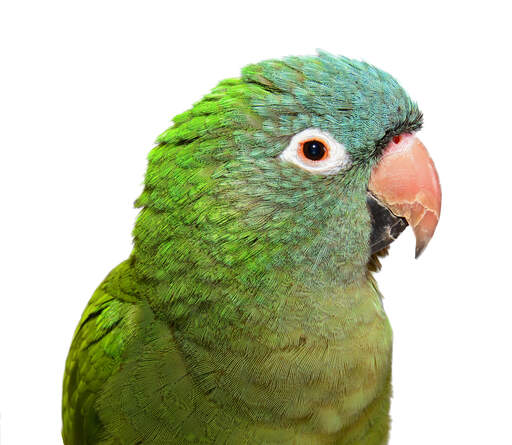 A close up of a Blue Crowned Parakeet's beautiful eyes