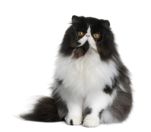 Black and white Persian cameo bicolour cat against a white background