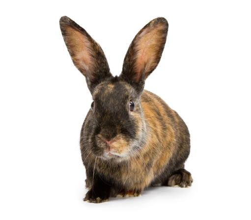 Harlequin Rabbit against a white background.