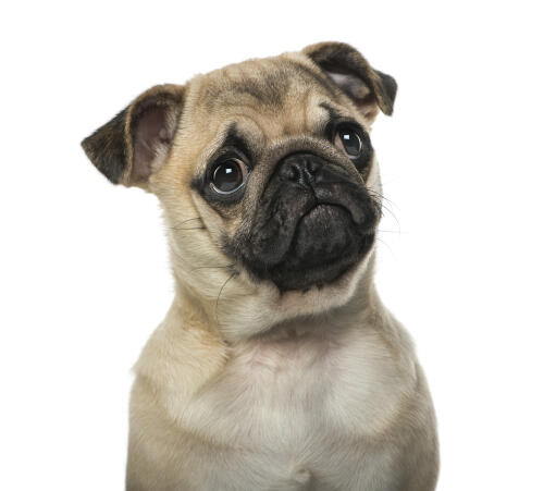 A close up of an inquisitive young Pug's face with characteristic beady eyes and a squashed nose