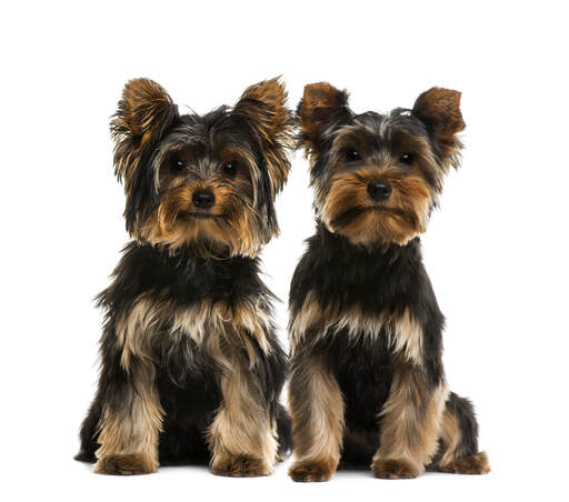 Two adult Yorkshire Terriers with healthy, dark coats