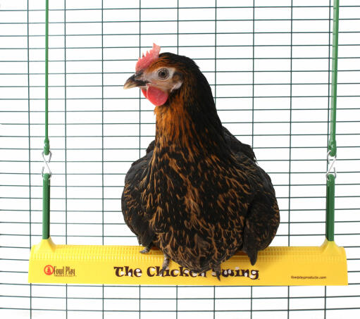 A Miss Pepperpot perching on the Chicken Swing